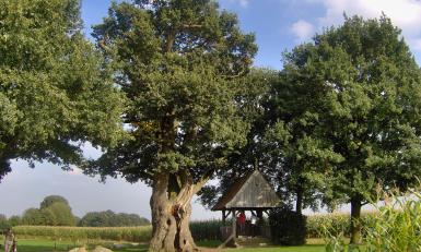 De Kroezeboom in Twente